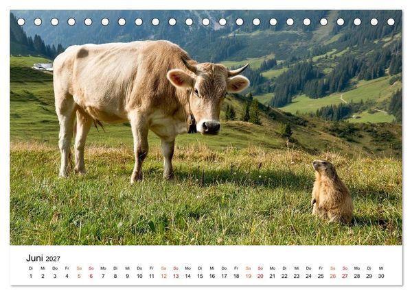 Produktbild: Bergk&uuml;he auf der Alm - Natur pur (Tischkalender 2027 DIN A5 quer), CALVENDO Monatskalender
