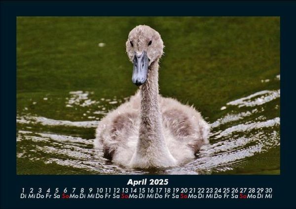 Produktbild: Enten 2025 Fotokalender DIN A5