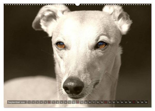Produktbild: Windhunde eye-catcher (Wandkalender 2026 DIN A2 quer), CALVENDO Monatskalender