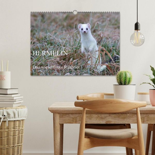 Produktbild: Hermelin - das wieselflinke Raubtier (Wandkalender 2026 DIN A3 quer), CALVENDO Monatskalender