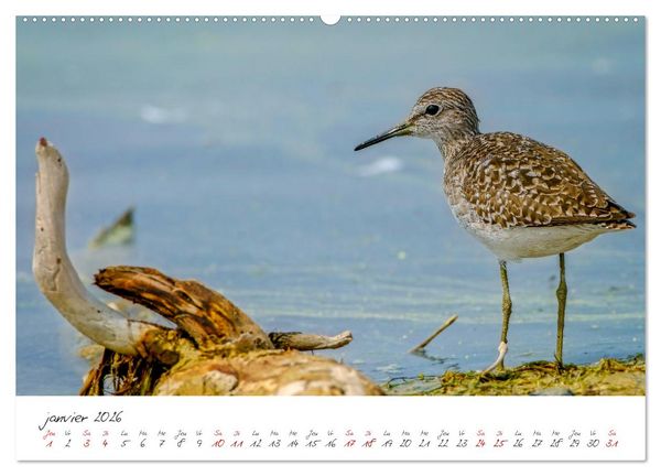 Produktbild: La faune de nos c&ocirc;tes les oiseaux (Calendrier mural 2026 DIN A2 vertical) calendrier de bureau
