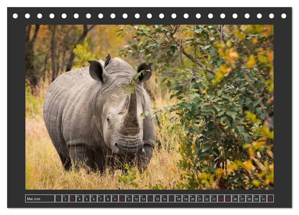 Produktbild: Das Wei&szlig;e Nashorn (Tischkalender 2026 DIN A5 quer), CALVENDO Monatskalender