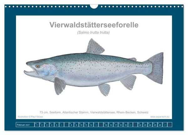 Produktbild: Fisch als Kunst 2027: Seeforellen (Wandkalender 2027 DIN A3 quer), CALVENDO Monatskalender