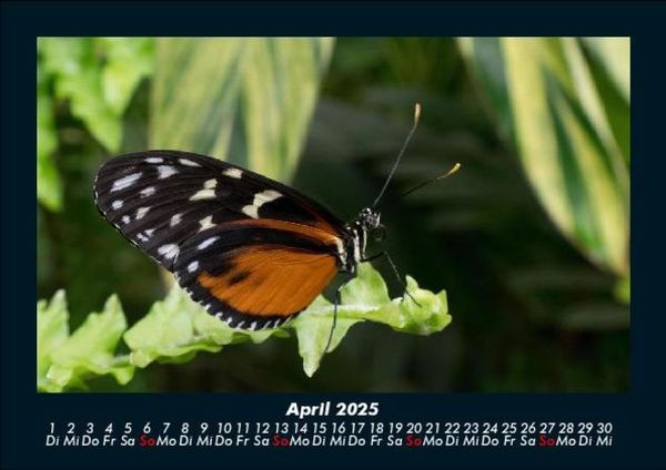 Produktbild: Bunte Pracht der Schmetterlinge 2025 Fotokalender DIN A5