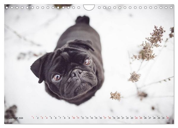 Produktbild: Diesels Welt (Wandkalender 2026 DIN A4 quer), CALVENDO Monatskalender