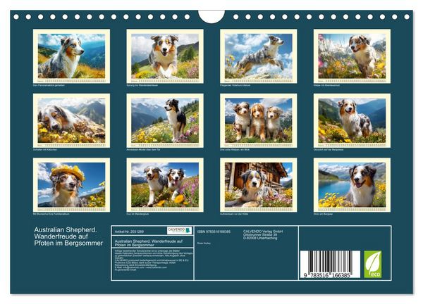 Produktbild: Australian Shepherd. Wanderfreude auf Pfoten im Bergsommer (Wandkalender 2026 DIN A4 quer), CALVENDO Monatskalender