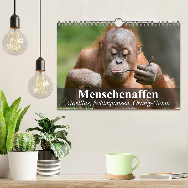 Produktbild: Menschenaffen. Gorillas, Schimpansen, Orang-Utans (Wandkalender 2026 DIN A4 quer), CALVENDO Monatskalender