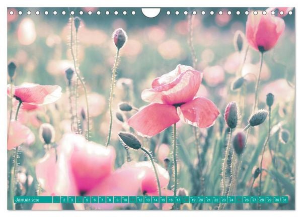 Produktbild: Mohnblumen - Fotografie mit Magie (Wandkalender 2026 DIN A4 quer), CALVENDO Monatskalender