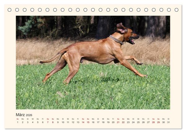 Produktbild: Rhodesian Ridgeback Power aus S&uuml;dafrika (Tischkalender 2026 DIN A5 quer), CALVENDO Monatskalender