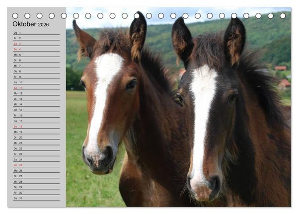 Produktbild: Das Shire Horse. Impressionen (Tischkalender 2026 DIN A5 quer), CALVENDO Monatskalender