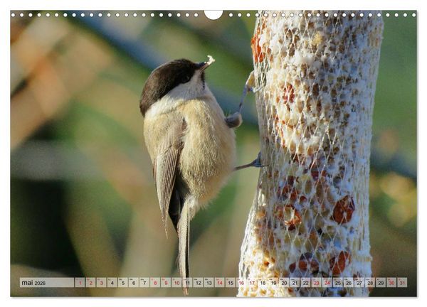 Produktbild: Jolis oiseaux de jardin (Calendrier mural 2026 DIN A3 vertical), CALVENDO calendrier mensuel