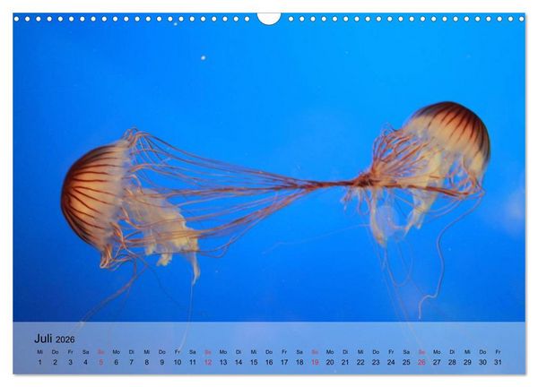 Produktbild: Quallen. Die Welt der Medusen (Wandkalender 2026 DIN A3 quer), CALVENDO Monatskalender