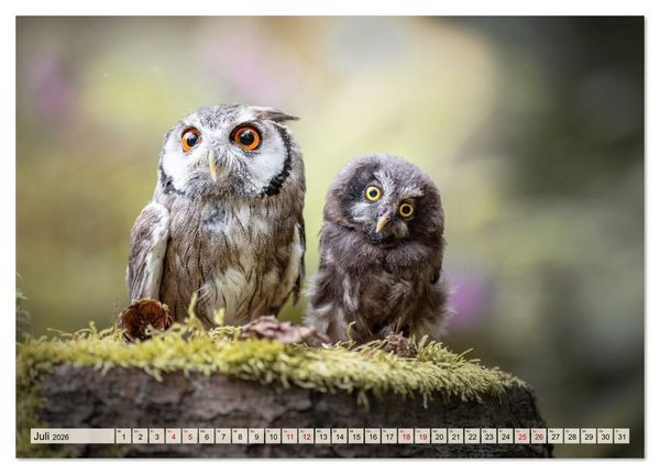 Produktbild: Eulen - sch&ouml;n und geheimnisvoll (Tischkalender 2026 DIN A5 quer), CALVENDO Monatskalender