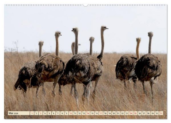 Produktbild: Strau&szlig;e. Afrikas sch&ouml;ne Laufv&ouml;gel (hochwertiger Premium Wandkalender 2026 DIN A2 quer), Kunstdruck in Hochglanz