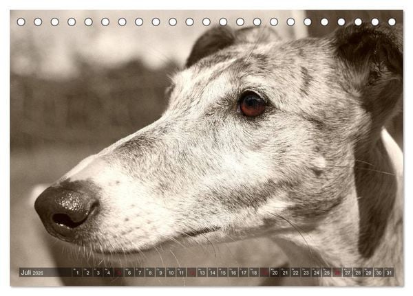 Produktbild: Galgo eye-catcher (Tischkalender 2026 DIN A5 quer), CALVENDO Monatskalender