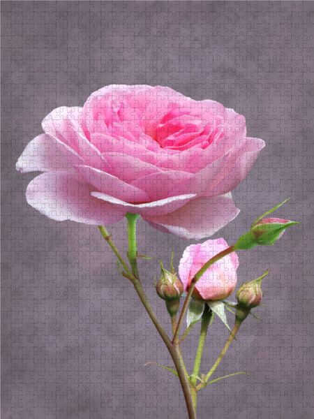 Produktbild: CALVENDO Puzzle Rose | 1000 Teile Lege-Gr&ouml;&szlig;e 64x48cm Foto-Puzzle f&uuml;r gl&uuml;ckliche Stunden