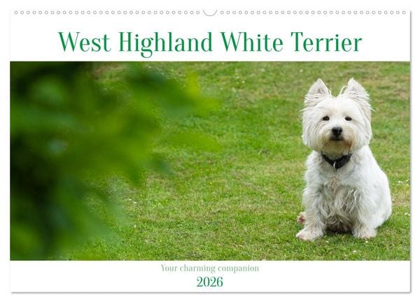 West Highland White Terrier - Your charming companion (Wall Calendar 2026 DIN A2 landscape), CALVENDO 12 Month Wall Calendar