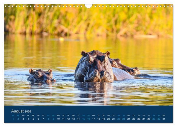 Produktbild: Nilpferde, Kolosse in Afrika (Wandkalender 2026 DIN A3 quer), CALVENDO Monatskalender