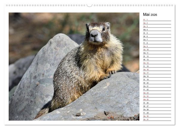 Produktbild: Murmeltiere in Nordamerika (Wandkalender 2026 DIN A2 quer), CALVENDO Monatskalender