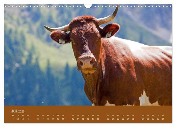 Produktbild: Wir sind die Stars am Bauernhof (Wandkalender 2026 DIN A3 quer), CALVENDO Monatskalender