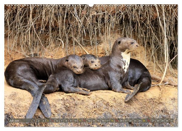 Produktbild: Tierparadies Pantanal (hochwertiger Premium Wandkalender 2026 DIN A2 quer), Kunstdruck in Hochglanz