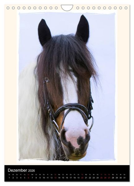 Produktbild: Gypsy's (Wandkalender 2026 DIN A4 hoch), CALVENDO Monatskalender