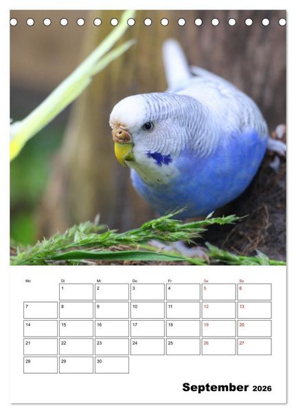 Produktbild: Wellensittichkalender Jubil&auml;umsedition - 10 Jahre Wellensittichkalender! (Tischkalender 2026 DIN A5 hoch), CALVENDO Monatskalender