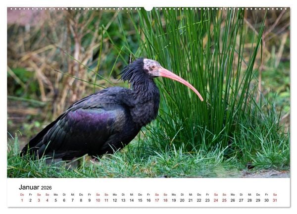 Produktbild: Der Waldrapp - Ein skurriler Vogel (Wandkalender 2026 DIN A2 quer), CALVENDO Monatskalender