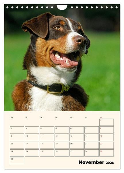 Produktbild: Appenzeller Sennenhund - Mit Plan durch das Jahr (Wandkalender 2026 DIN A4 hoch), CALVENDO Monatskalender