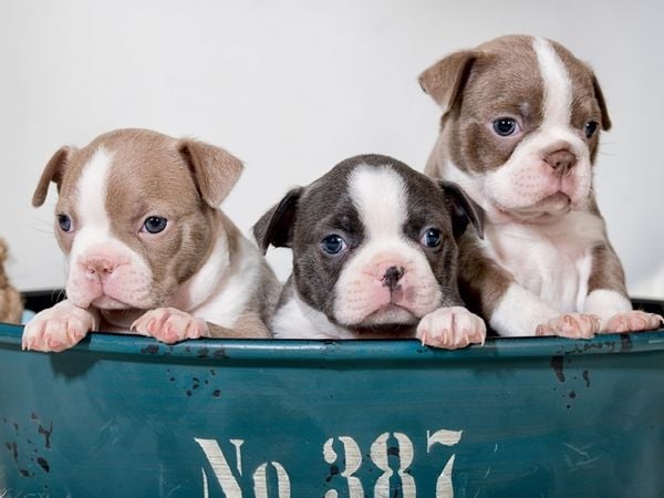 Produktbild: CALVENDO Puzzle Colored Boston Terrier Geschwister Lilac und Blue / White | 1000 Teile Lege-Gr&ouml;&szlig;e 64x48cm Foto-Puzzle f&uuml;r gl&uuml;ckliche Stunden