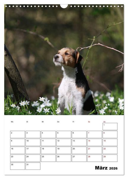 Produktbild: Tender Fellows - Parson Russell Terrier (Wandkalender 2026 DIN A3 hoch), CALVENDO Monatskalender