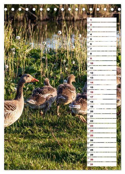 Produktbild: Westk&uuml;ste - Zwischen St. Peter Ording, B&uuml;sum und Elbe (Tischkalender 2026 DIN A5 hoch), CALVENDO Monatskalender