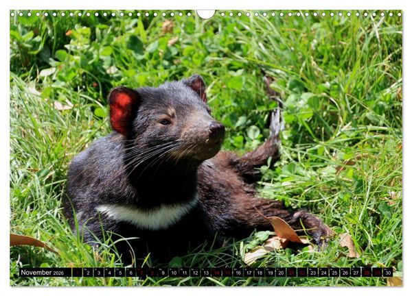 Produktbild: Koala, K&auml;nguru und Co. &ndash; Das wilde Tierreich Australiens (Wandkalender 2026 DIN A3 quer), CALVENDO Monatskalender