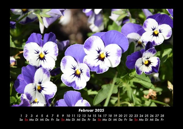 Produktbild: Pflanzen und Bl&uuml;ten 2025 Fotokalender DIN A3