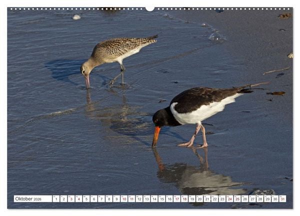 Produktbild: Helgoland - Hochseeinsel in der Nordsee (Wandkalender 2026 DIN A2 quer), CALVENDO Monatskalender