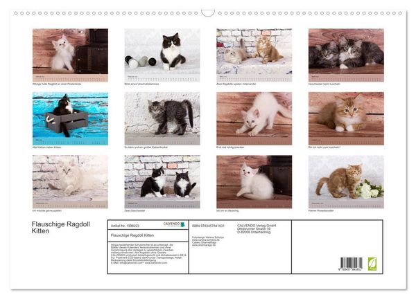 Produktbild: Flauschige Ragdoll Kitten (Wandkalender 2026 DIN A2 quer), CALVENDO Monatskalender