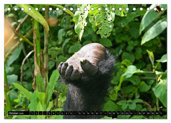 Produktbild: Berggorillas - die sanften Riesen (Tischkalender 2026 DIN A5 quer), CALVENDO Monatskalender