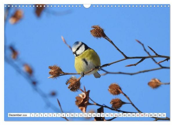 Produktbild: Vogelkalender (Wandkalender 2026 DIN A3 quer), CALVENDO Monatskalender
