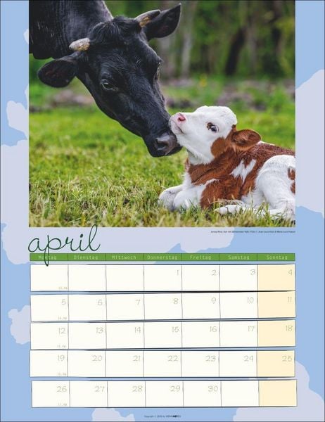Produktbild: Kuh Kalender 2027