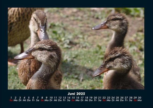 Produktbild: Enten 2025 Fotokalender DIN A4