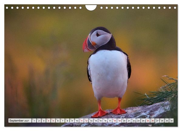 Produktbild: Papageitaucher - charmante Clowns (Wandkalender 2027 DIN A4 quer), CALVENDO Monatskalender