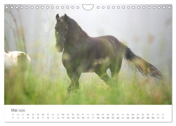 Produktbild: M&auml;rchenpferde (Wandkalender 2026 DIN A4 quer), CALVENDO Monatskalender