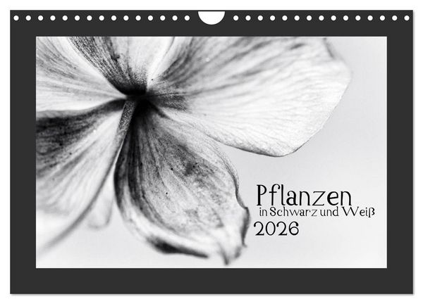Produktbild: Pflanzen in Schwarz und Wei&szlig; (Wandkalender 2026 DIN A4 quer), CALVENDO Monatskalender
