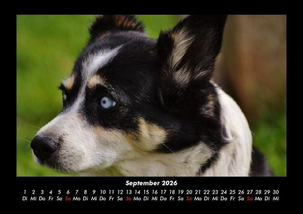 Produktbild: Der Tierkalender 2026 Fotokalender DIN A3