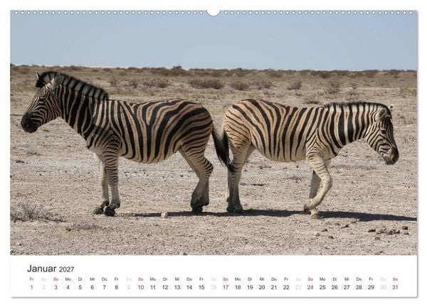 Produktbild: Namibia - Tierische Vielfalt (Wandkalender 2027 DIN A2 quer), CALVENDO Monatskalender