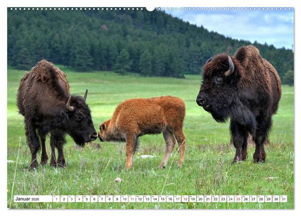 Produktbild: TATONKA Der nordamerikanische Bison (hochwertiger Premium Wandkalender 2026 DIN A2 quer), Kunstdruck in Hochglanz