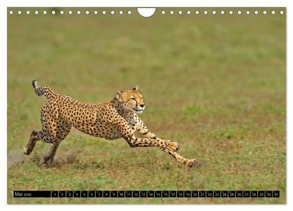 Produktbild: Magie des Augenblicks: Geparde - verschmuste Raubkatzen (Wandkalender 2026 DIN A4 quer), CALVENDO Monatskalender