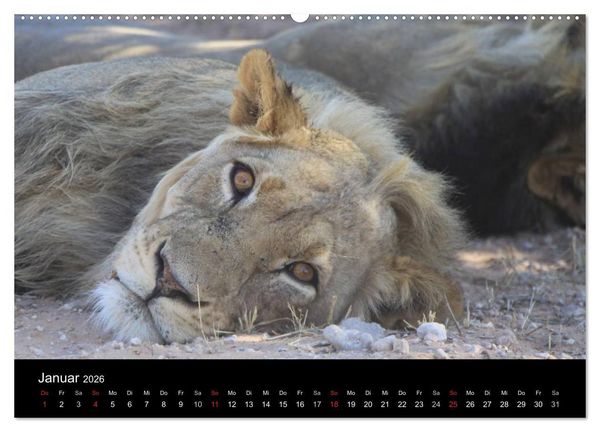 Produktbild: L&ouml;wen - K&ouml;nige der Tiere (Wandkalender 2026 DIN A2 quer), CALVENDO Monatskalender