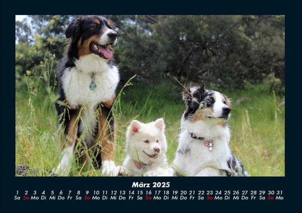 Produktbild: Hunde 2025 Fotokalender DIN A4