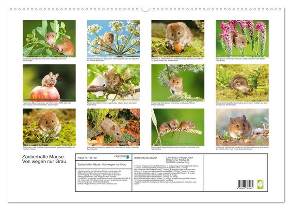 Produktbild: Zauberhafte M&auml;use: Von wegen nur Grau (Wandkalender 2026 DIN A2 quer), CALVENDO Monatskalender